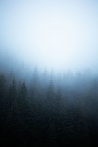 Trees in foggy weather