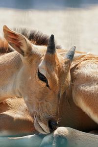 Close-up of deer resting