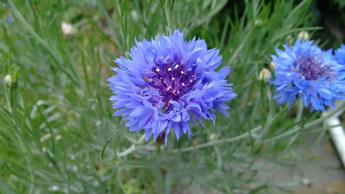 Purple flowers blooming in garden