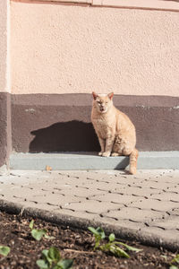 Portrait of cat sitting against wall