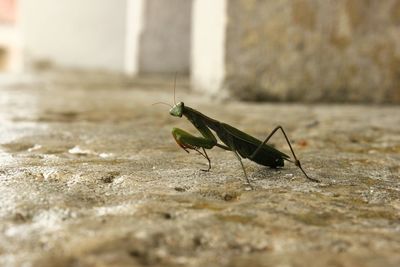 Close-up of praying mantis on ground