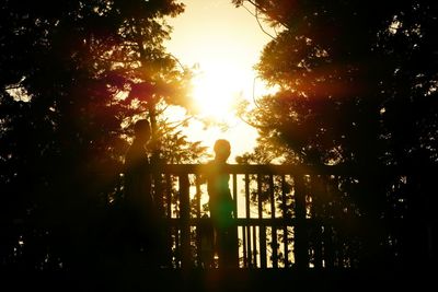 Sun shining through trees