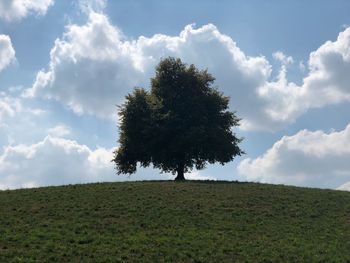 Tree on field against sky