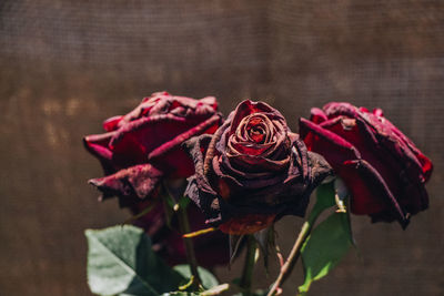 Close-up of red rose