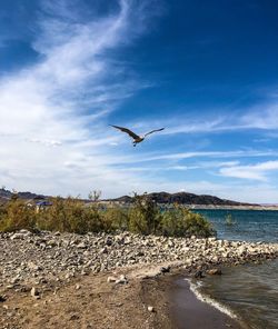 Seagulls flying over sea against sky