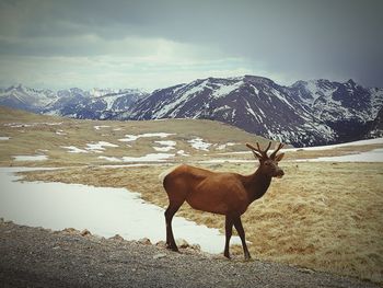 Elk standing on mountains against cloudy sky during winter