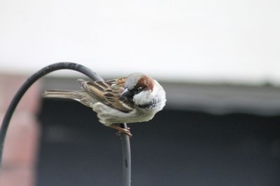 Close-up of bird perching