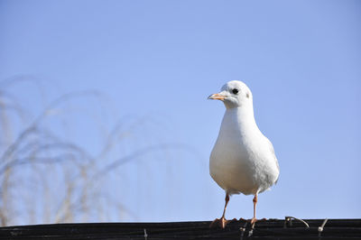 Close-up of seagull perching against clear sky