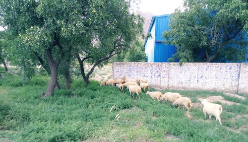 Sheep grazing on field