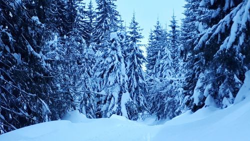 Snow covered pine trees in forest during winter