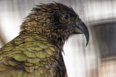 Close-up of a bird