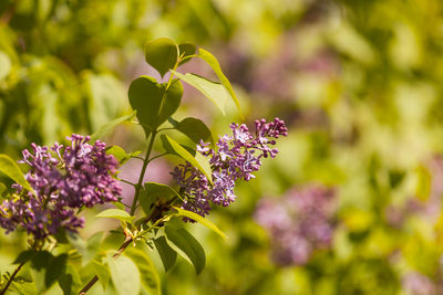 Close-up of purple flowers