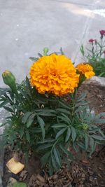 Close-up of yellow flowers blooming outdoors