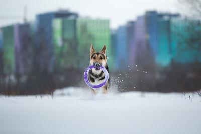 Portrait of dog in snow