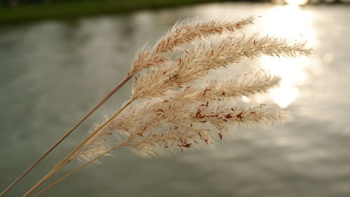 Close-up of dry plant against lake