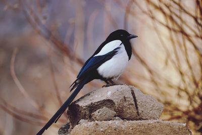 Close-up of bird perching on rock