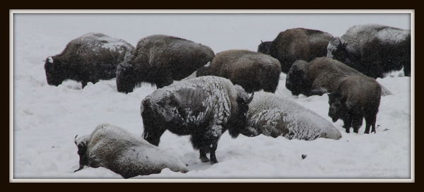 Close-up of sheep against sky