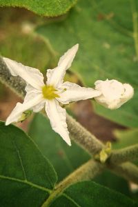 Close-up of flower blooming outdoors