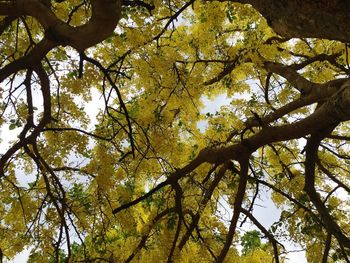 Low angle view of trees