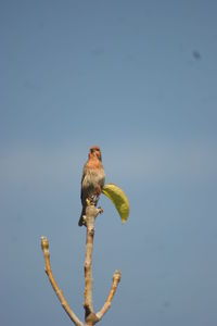 Close-up of bird perching against clear blue sky