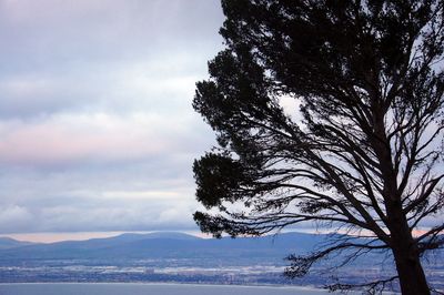 Tree by sea against sky