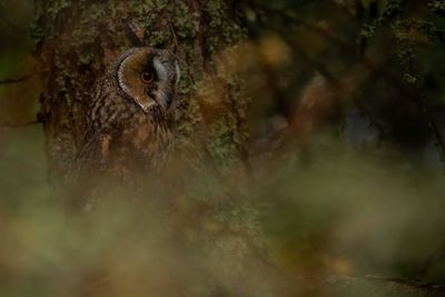 Close-up of a bird in a forest