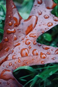 Close-up of wet leaves