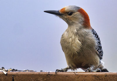 Low angle view of bird perching against the sky