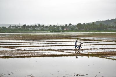 Scenic view of agricultural field against clear sky