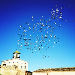 Low angle view of birds flying against blue sky