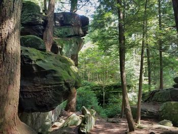 Trees in forest