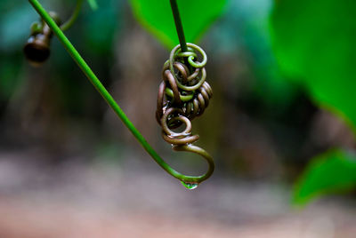 Close-up of coiled plant against blurred background