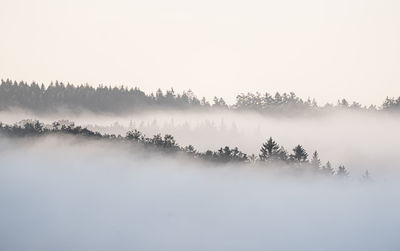 Panoramic shot of trees on landscape against sky