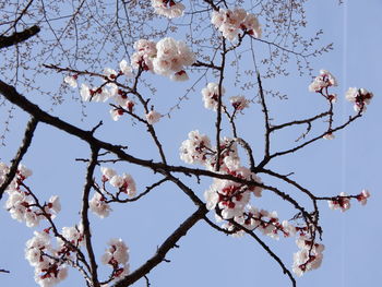 Low angle view of cherry blossoms in spring