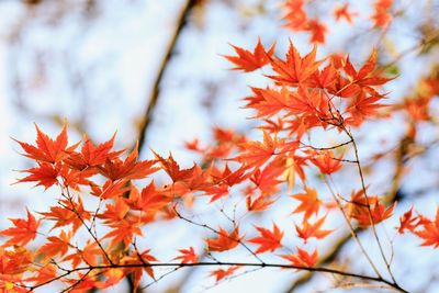 Close-up of maple leaves on branch