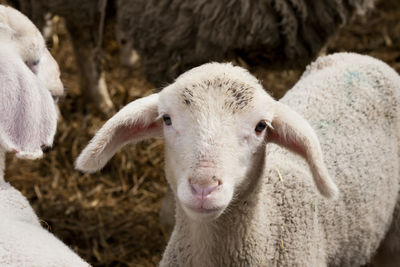 Close-up portrait of sheep