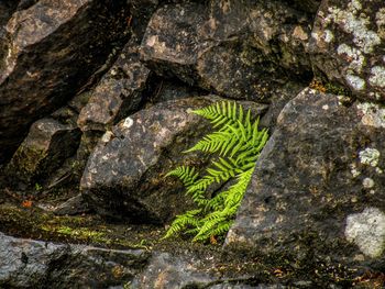 Close-up of lizard on rock