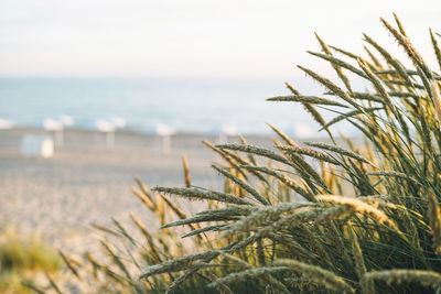 Green grass dunes on background of sandy beach of the baltic sea