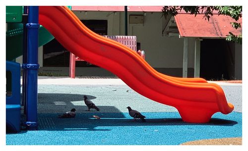 View of birds on playground