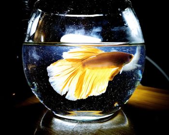 Close-up of fish swimming in glass