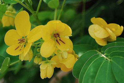 Close-up of insect on yellow flower