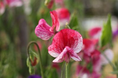 Close-up of pink flowers