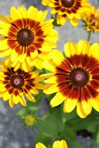 Close-up of yellow flowers blooming outdoors