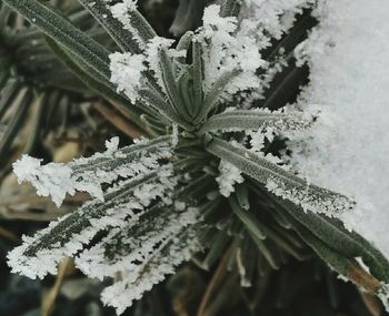 Close-up of snow on plant during winter