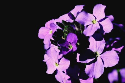 Close-up of purple flowers