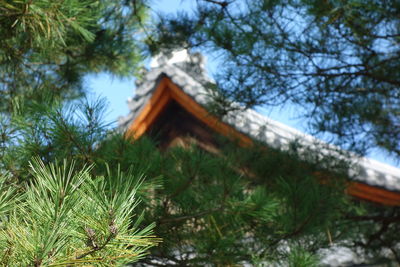 Low angle view of tree against sky