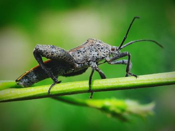 Close-up of insect on leaf