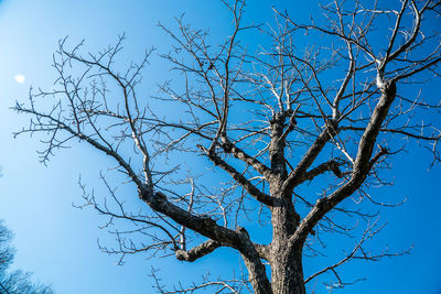 Low angle view of bare tree against clear blue sky