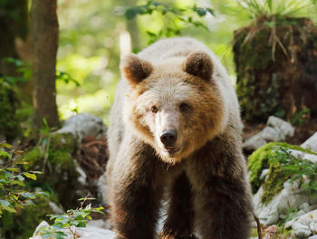 Close-up of a bear