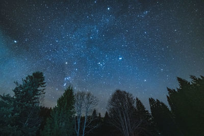 Low angle view of trees against sky at night